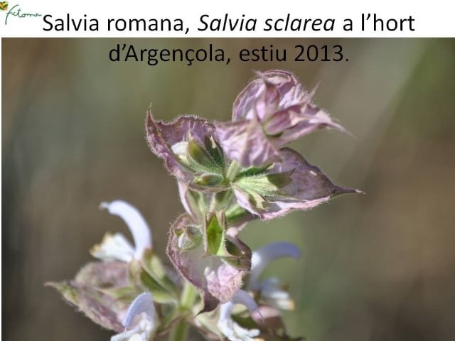 Salvia romana a Argençola