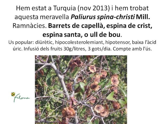 Paliurus spina-christi nov 2013 Antalya